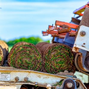 Garden Turf Rolls
